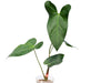 Anthurium Amazon Rabbit