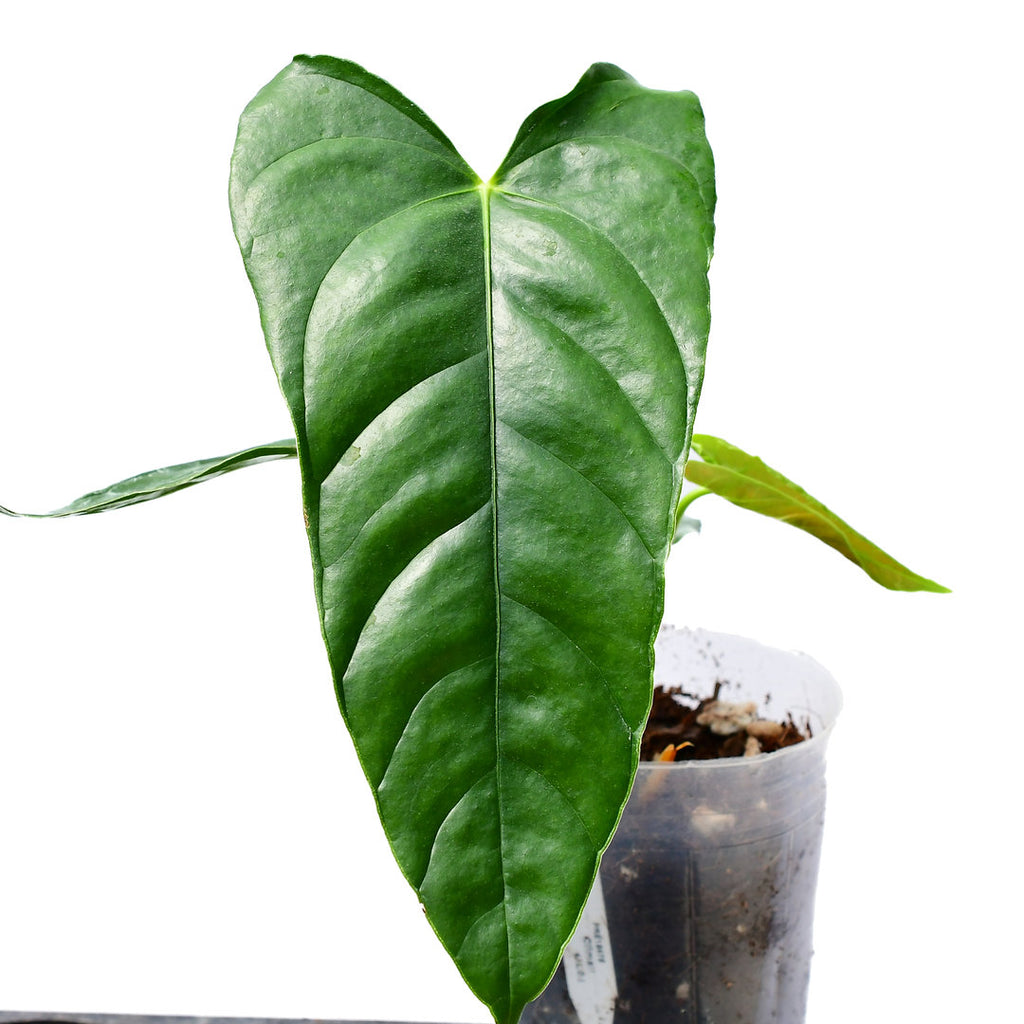 Anthurium angusticalom
