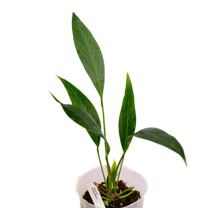 anthurium aff ecuadorense Anthurium antioquiense cf — Ecuagenera USA Corp