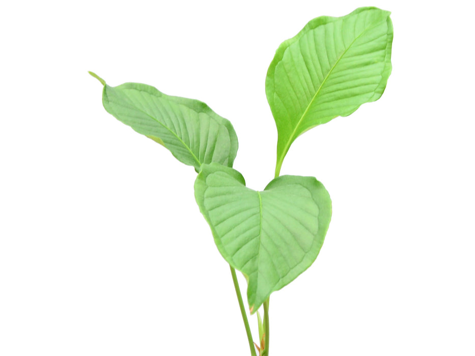 Anthurium umbricola