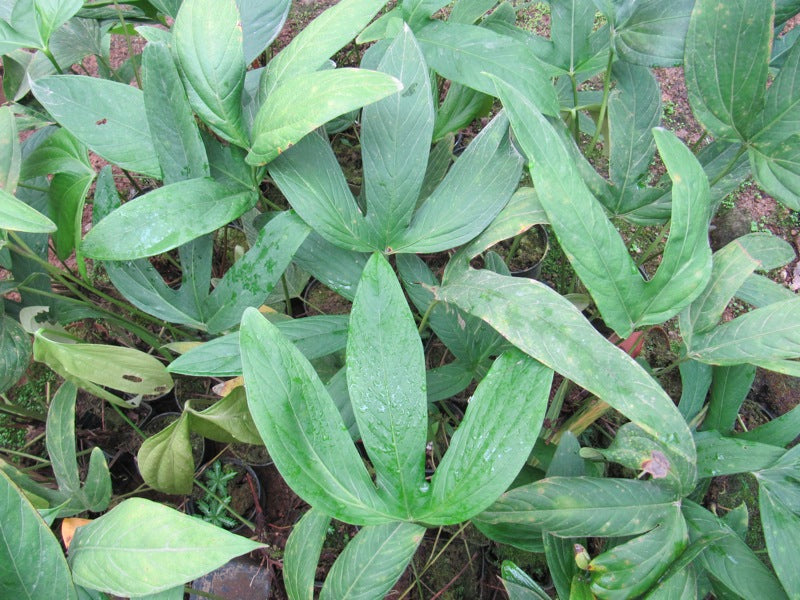 Anthurium madisonianum