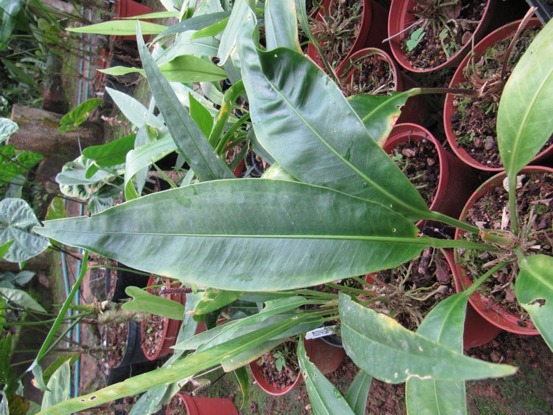 Anthurium scolopendrinum 1
