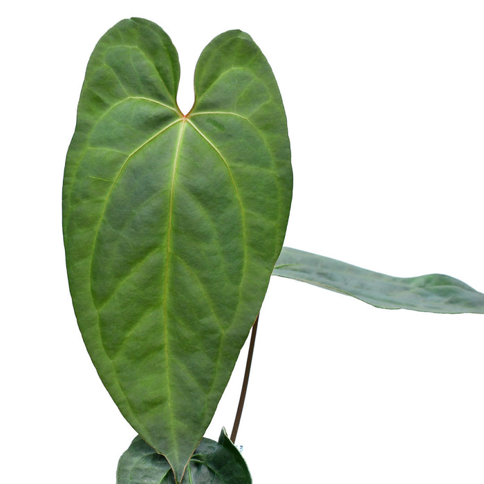 anthurium amazon Anthurium Amazon Fox 'Inverse crossing'