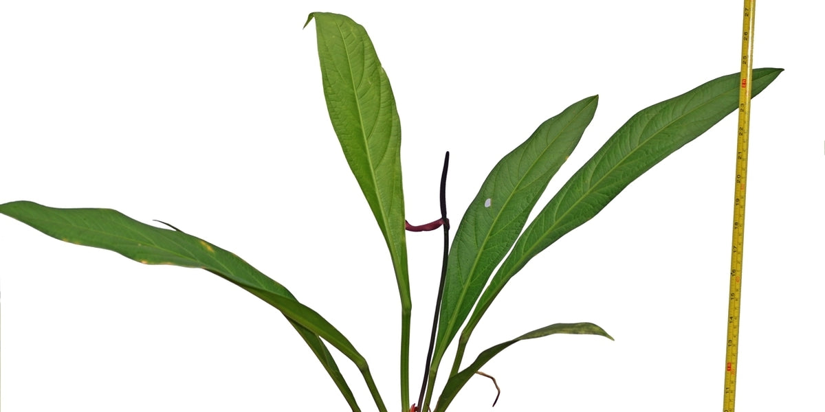 anthurium acale Anthurium acaule 7 — Ecuagenera USA Corp