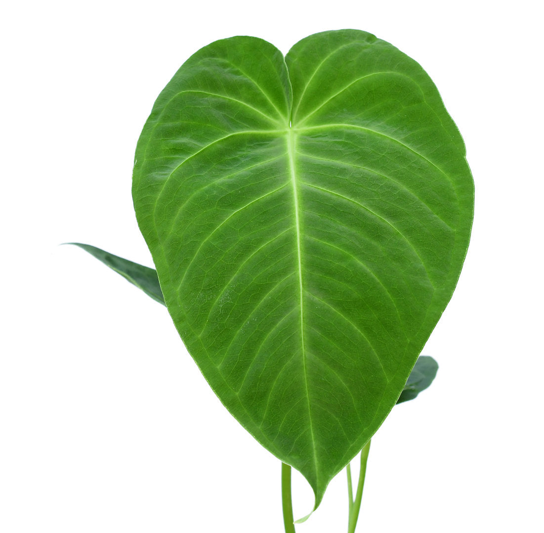 anthurium marcos Anthurium angamarcanum 1 — Ecuagenera USA Corp