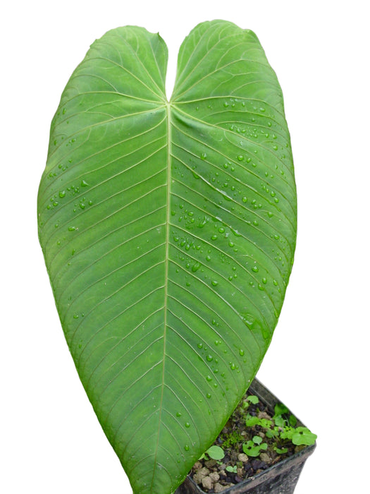 Anthurium angamarcanum - Rare Velvety Leaf Aroid