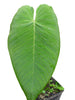 Anthurium angamarcanum