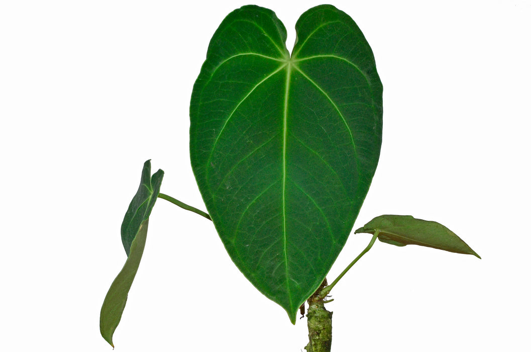 anthurium angamarcanum care Anthurium angamarcanum 1 (seedling)