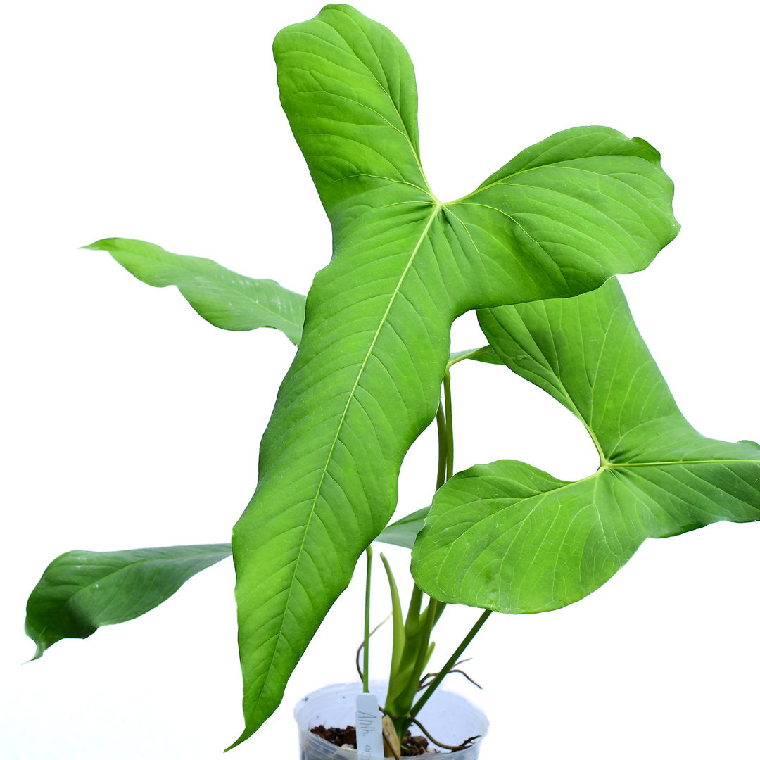 Anthurium argyrostachyum 'Yasuni' — Ecuagenera USA Corp
