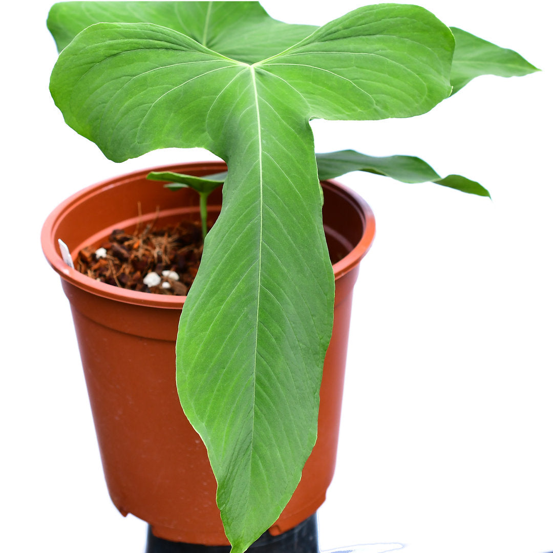 Anthurium Argyrostachyum Velvety Plant in a 4