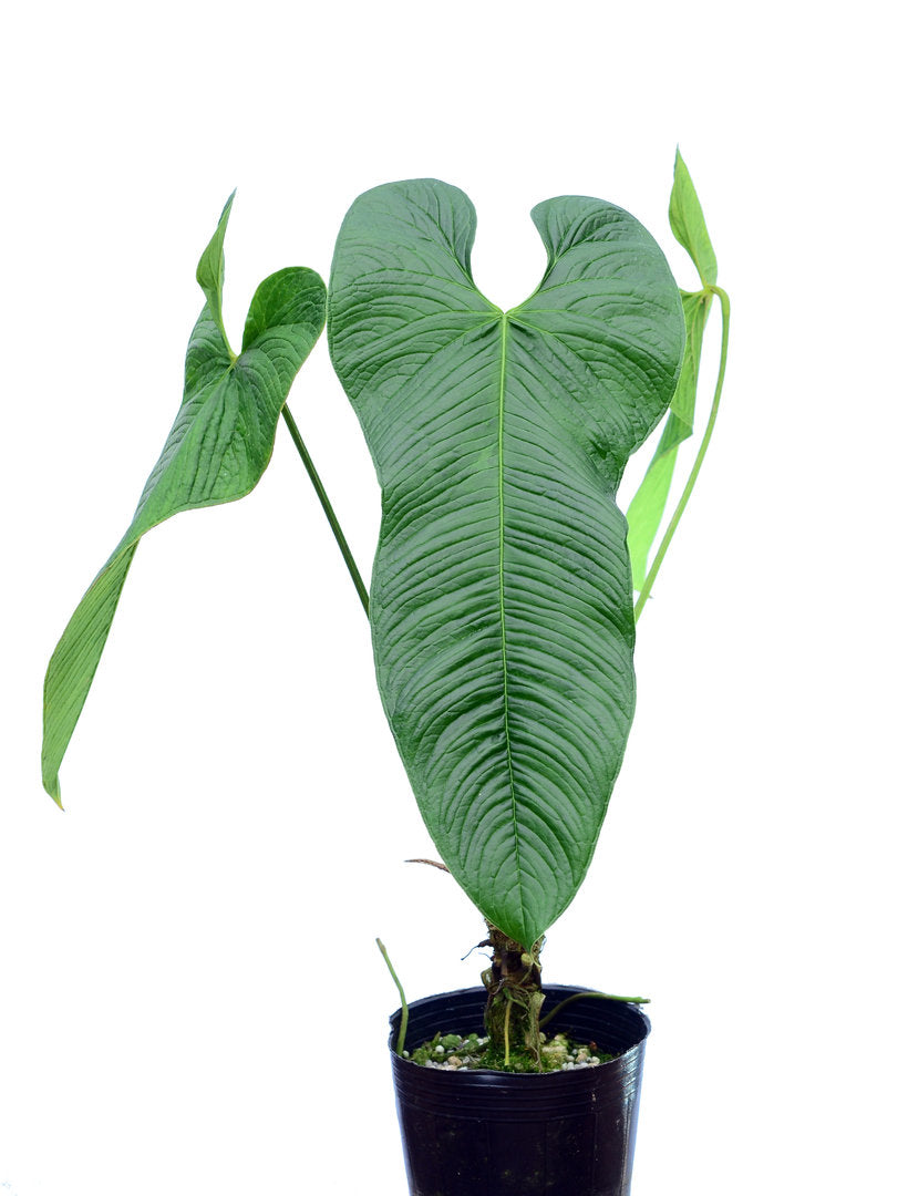 Anthurium argyrostachyum  Ecuagenera USA Corp