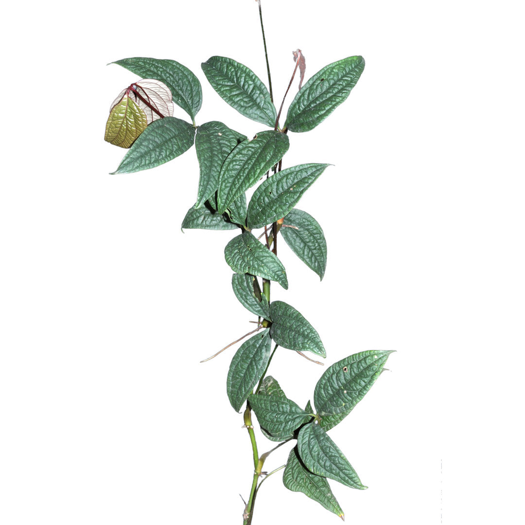 anthurium arisaemoides Anthurium arisaemoides — Ecuagenera USA Corp