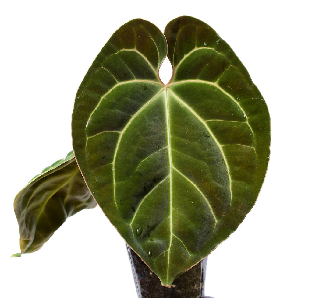 Anthurium besseae aff — Ecuagenera USA Corp