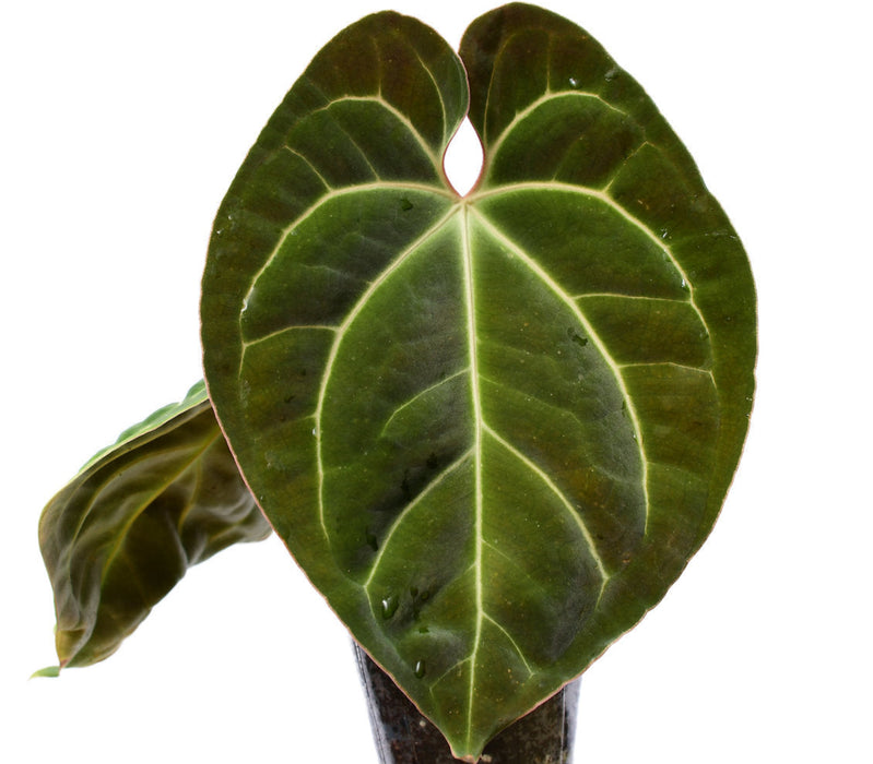 anthurium besseae aff vs besseae Anthurium besseae aff — Ecuagenera USA Corp