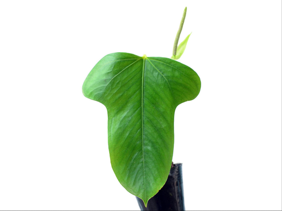 anthurium bomboisence Anthurium bomboizense
