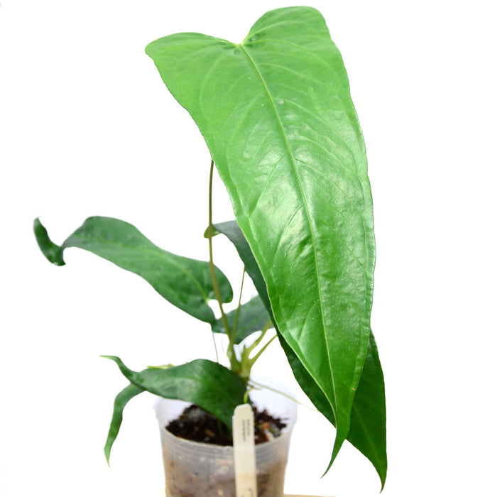 anthurium breviscapum Anthurium breviscapum