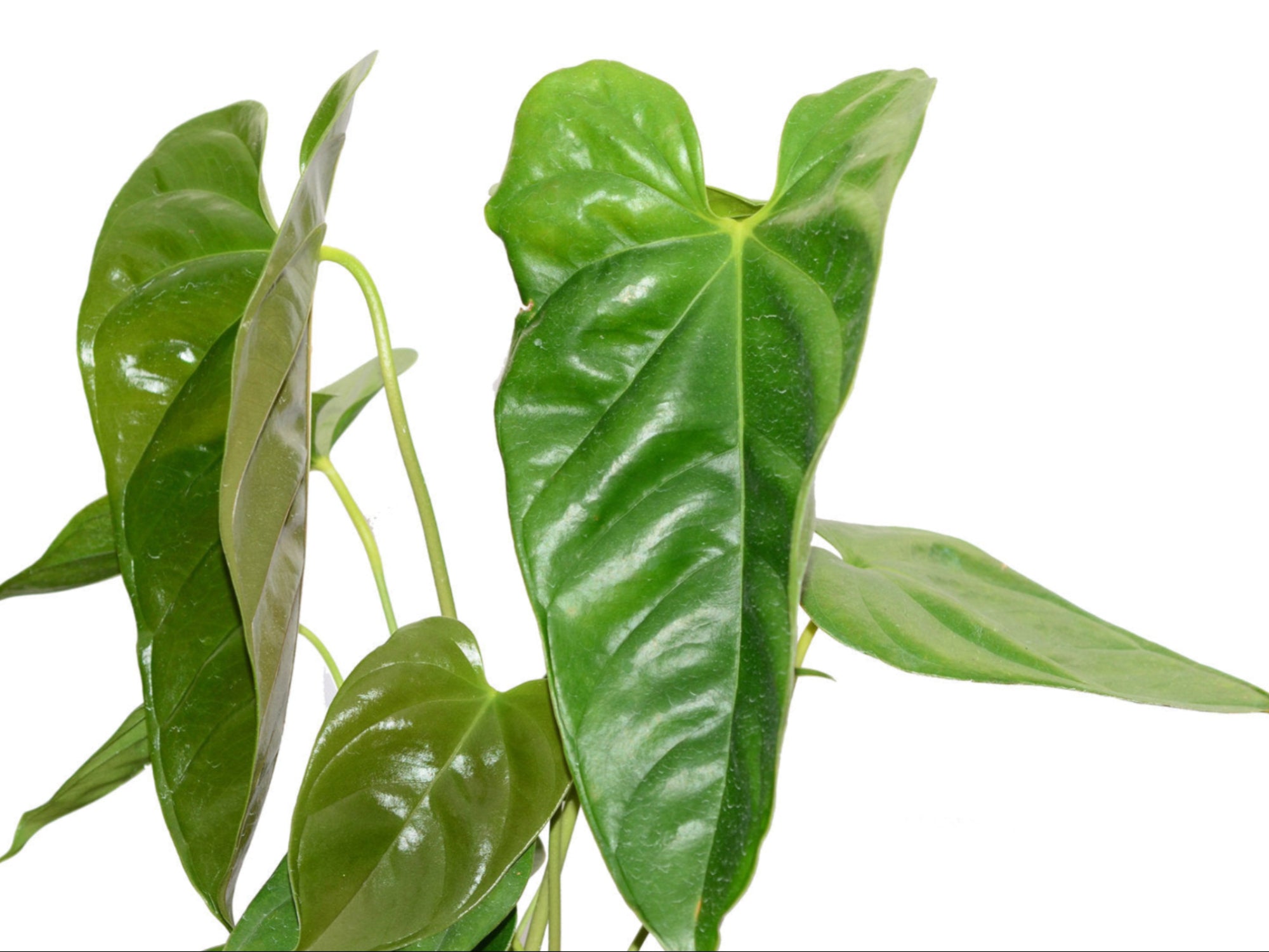 anthurium calense Anthurium calense