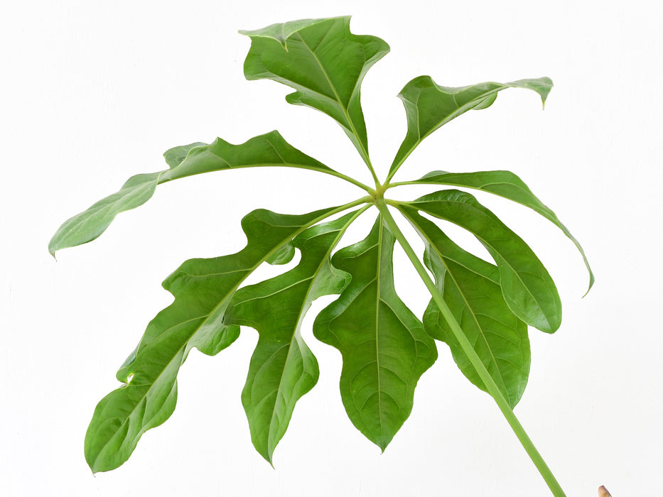 Anthurium clavigerum