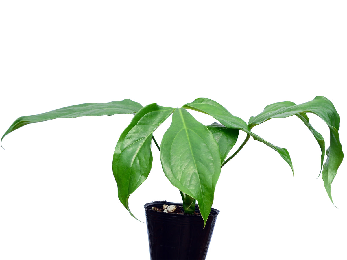anthurium clavigerum Anthurium clavigerum seedling