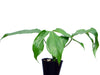 Anthurium clavigerum seedling