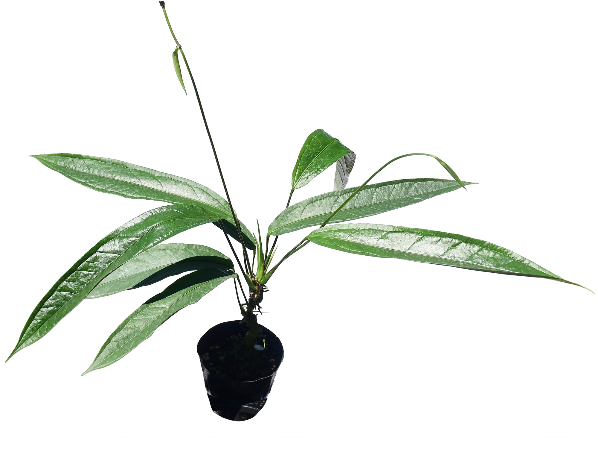 Anthurium coriaceum '7' - Selected Clone with Silver Variegation