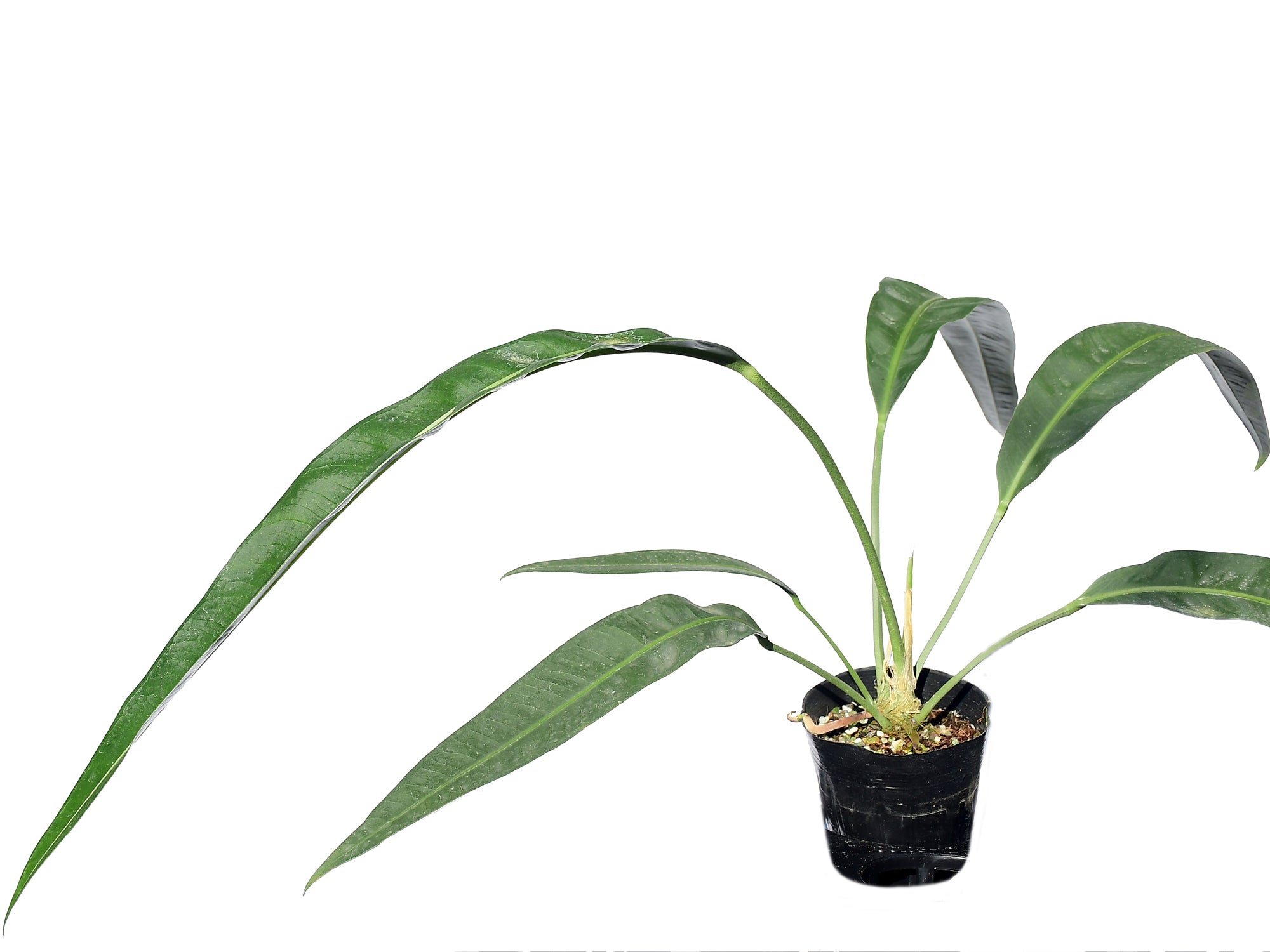 anthurium coriaceum Anthurium coriaceum San Juan