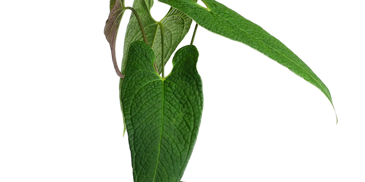 anthurium corrugatum Anthurium corrugatum 'Rude' - Intense Bullate Selected Clone