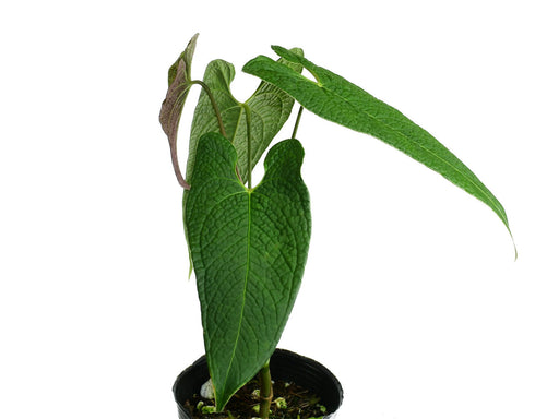 anthurium croatii corrugado Anthurium corrugatum 'Rude' - Intense Bullate Selected Clone