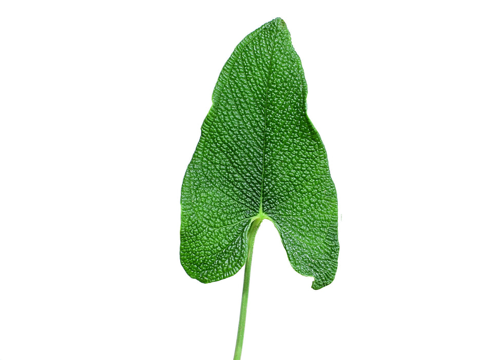 anthurium corrugatum care Anthurium corrugatum - Extreme Bullate Textured Leaves