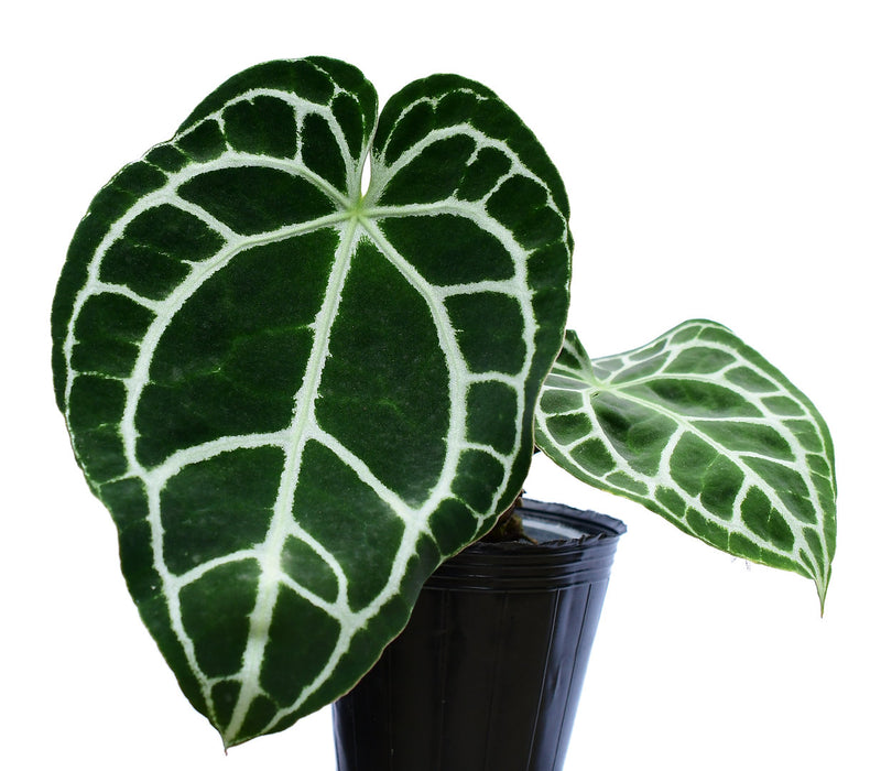 anthurium silver crystallinum Anthurium crystallinum 'Silver'