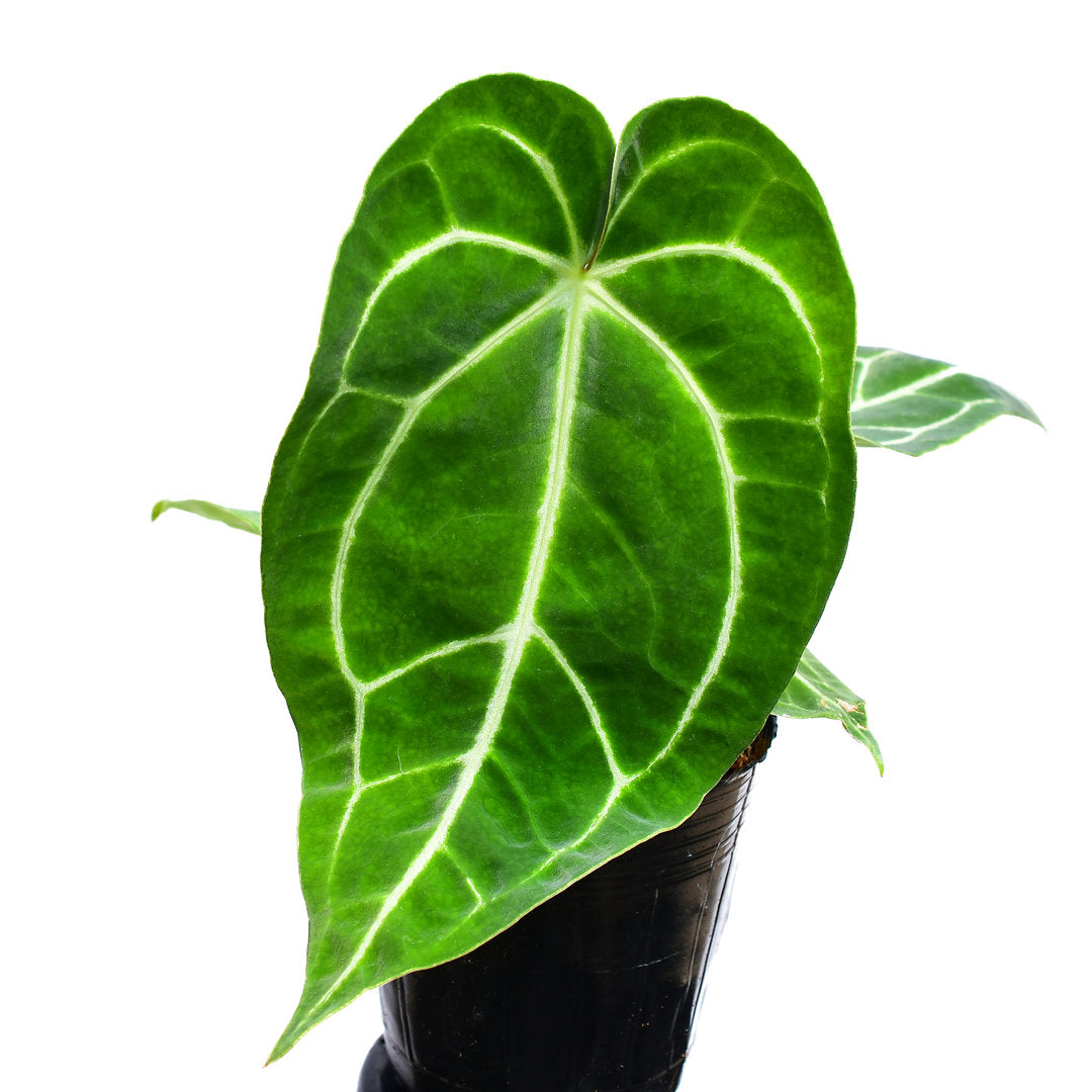 anthurium raven soul Anthurium Shuar Soul — Ecuagenera USA Corp