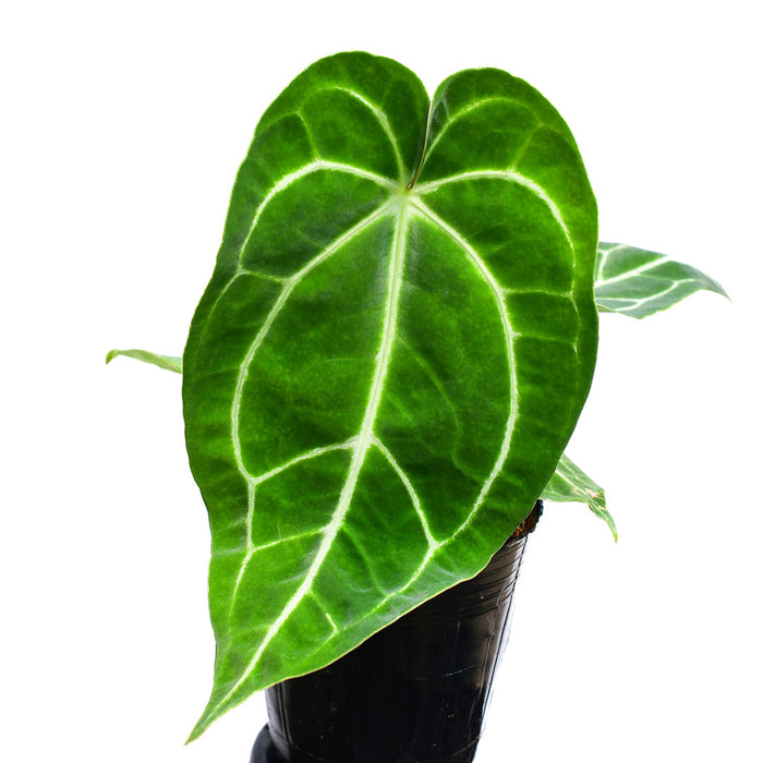 anthurium allura Anthurium Shuar Soul