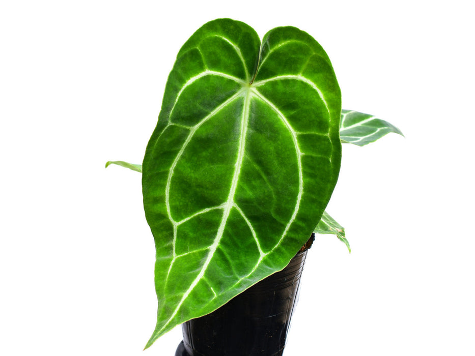 Anthurium Shuar Soul