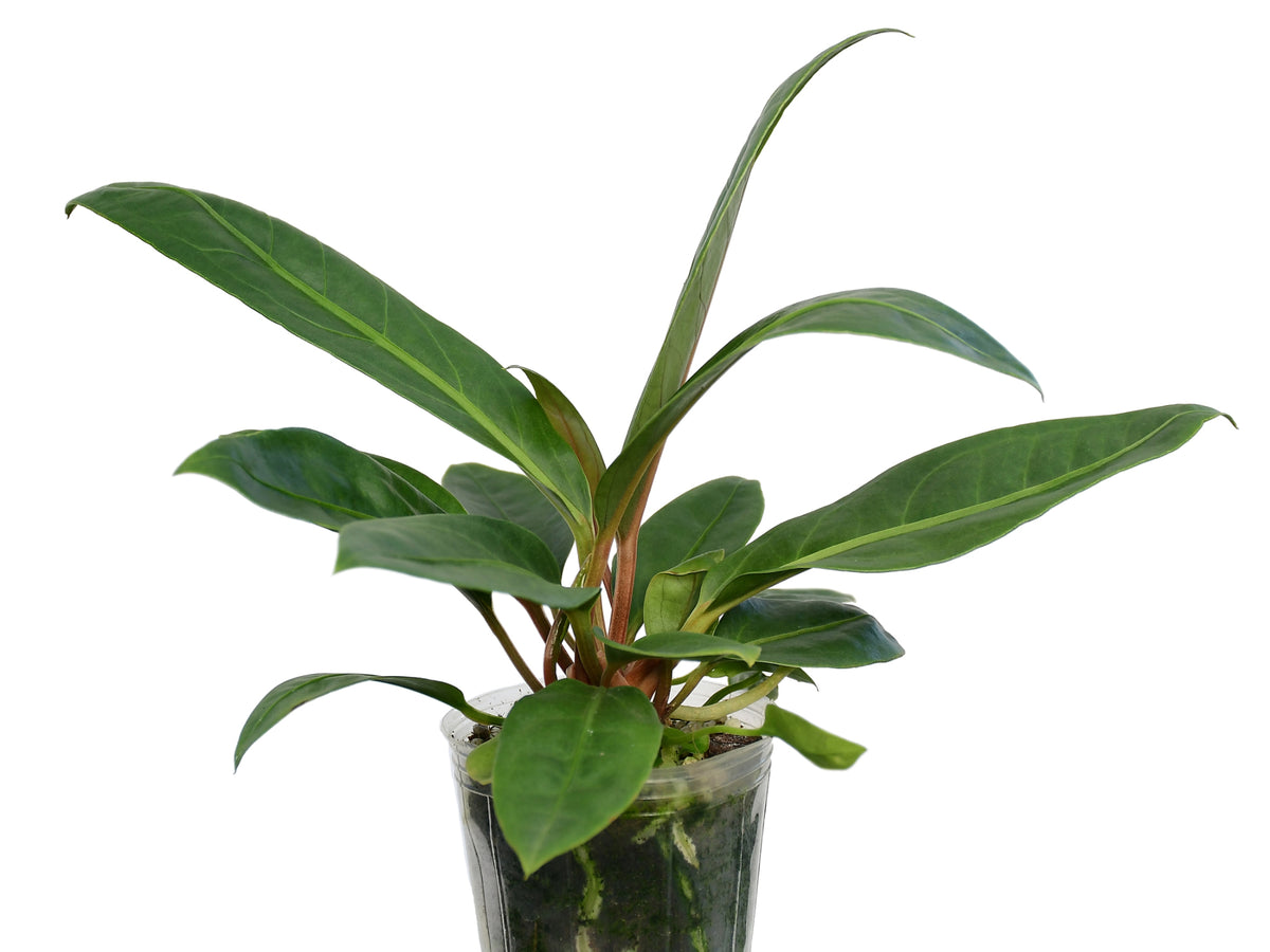 Anthurium cubense - Cuban Anthurium with Lance Leaves | Ecuagenera USA   Ecuagenera USA Corp