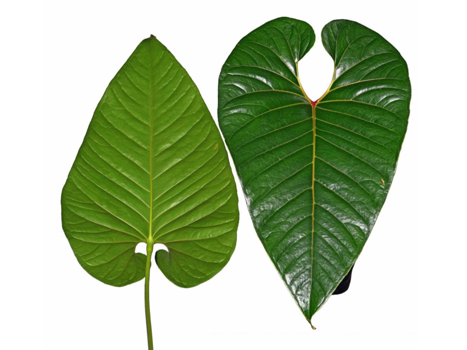anthurium decipiens care Anthurium decipiens