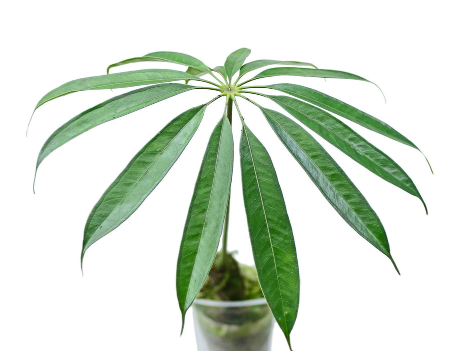 Anthurium eminens — Ecuagenera USA Corp