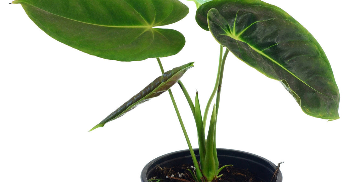 Anthurium esmeraldense — Ecuagenera USA Corp