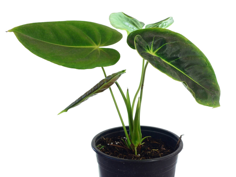 anthurium esmeraldense vs philodendron esmeraldense Anthurium esmeraldense