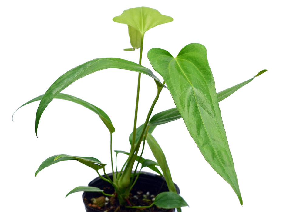 philodendron falcatum Anthurium falcatum Ecuagenera (seedling)