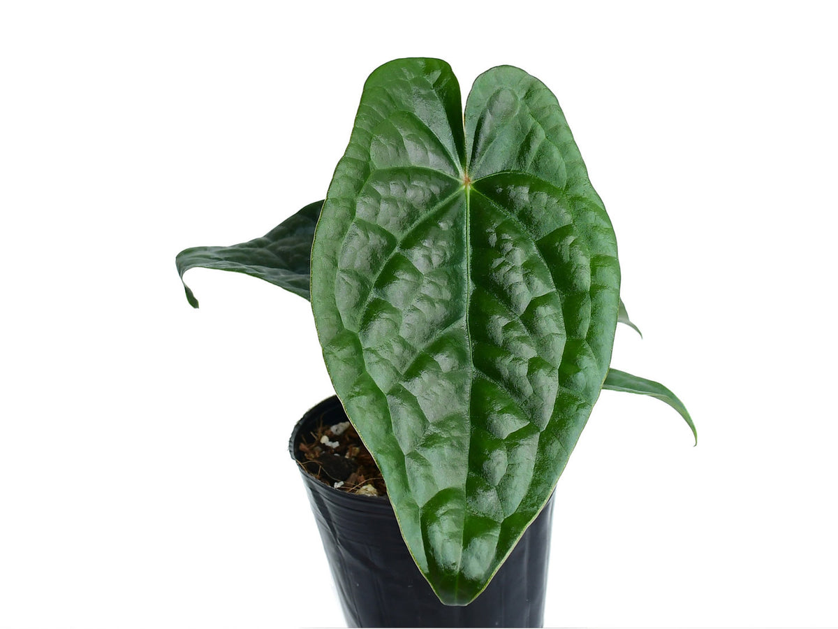 Anthurium David Portilla Dreams — Ecuagenera USA Corp