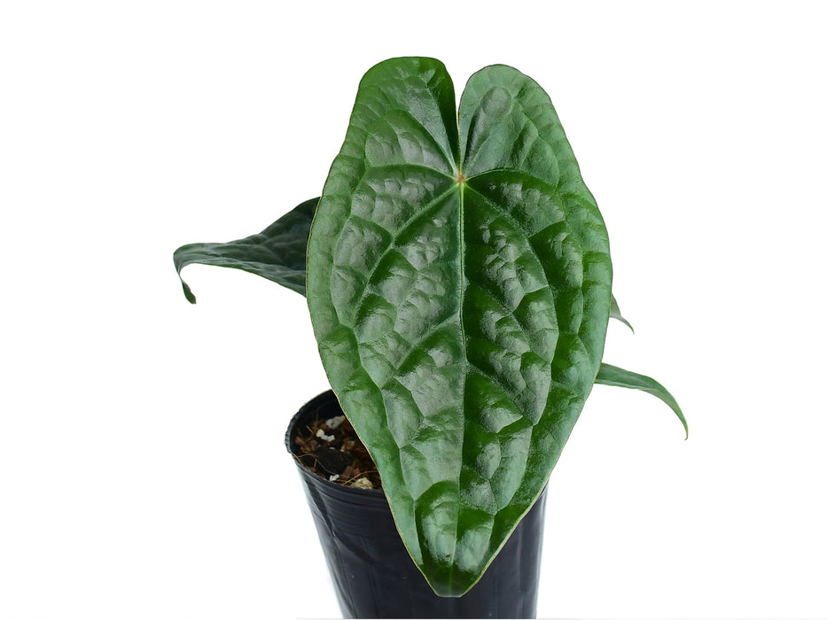 anthurium portilla dreams Anthurium David Portilla Dreams