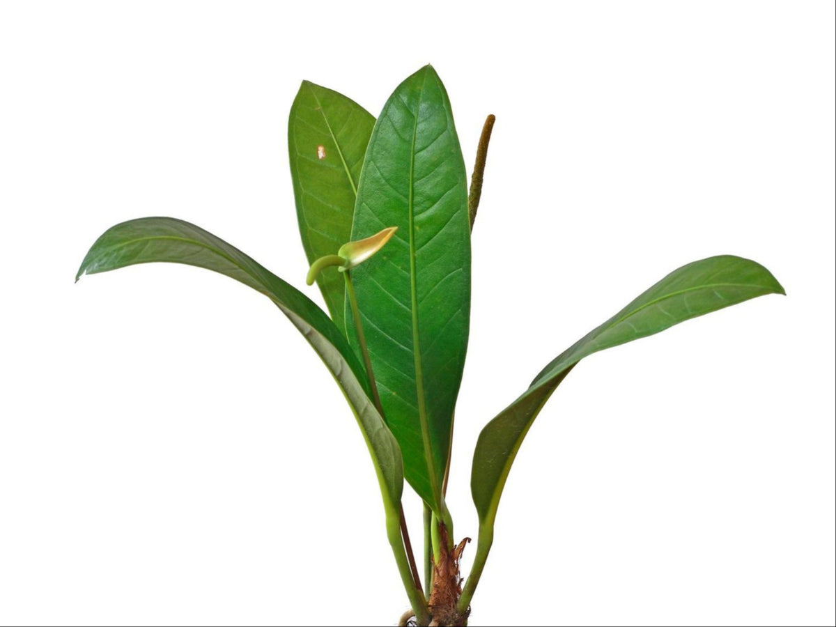 anthurium gracile Anthurium gracile Ecuagenera Clone - Robust Leaf Form