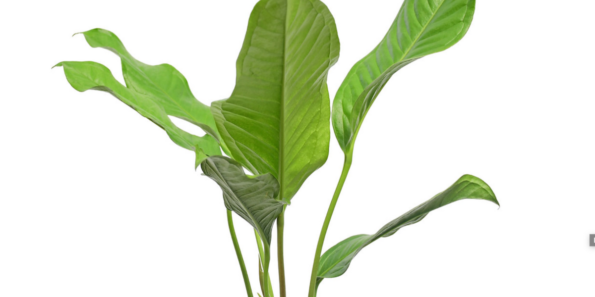 Anthurium gracile San Rafael Clone - Large Leaf Form