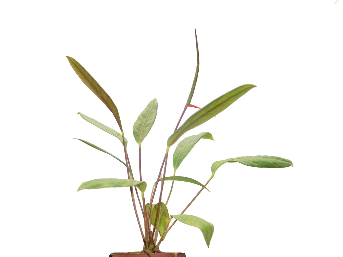 Anthurium gracile (seedling) — Ecuagenera USA Corp