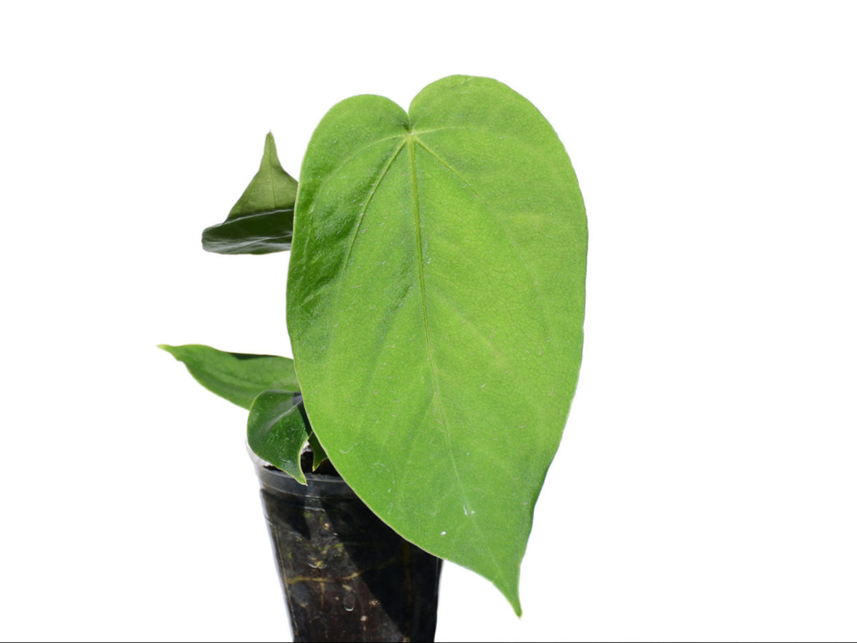anthurium gustavii Anthurium gustavii