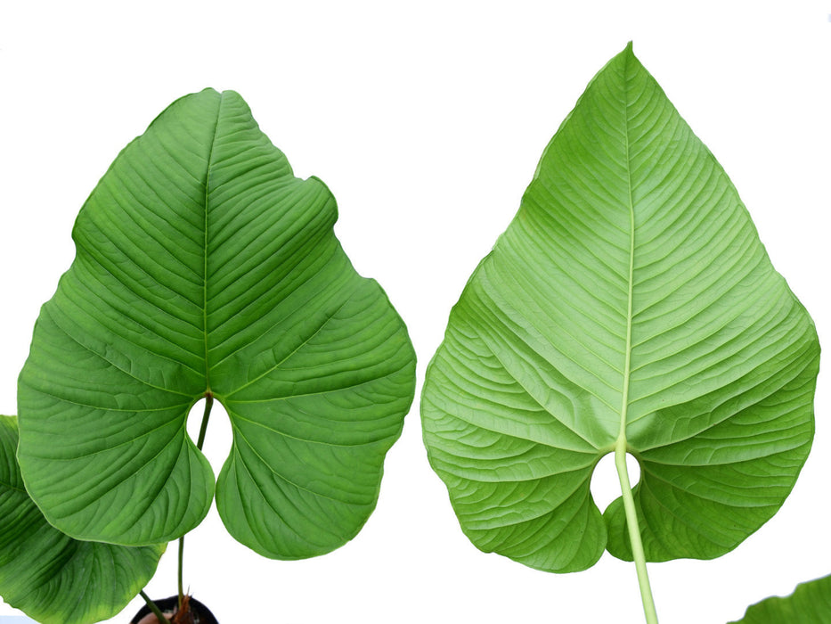 anthurium insigne var panguiensii Anthurium insigne Ecuagenera Special Clone