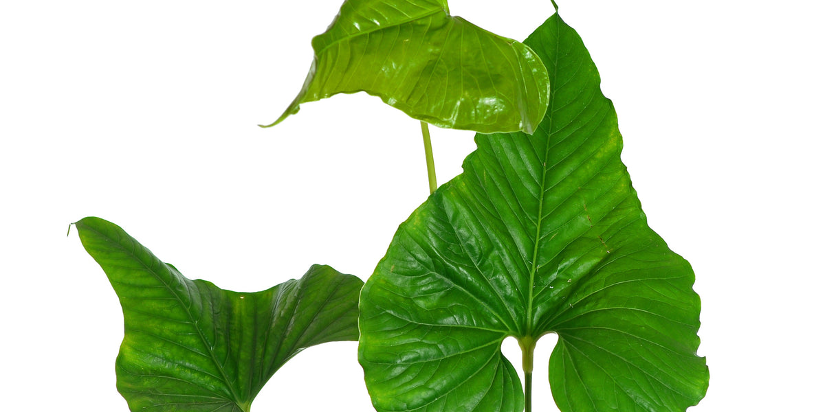 anthurium insigne el oso Anthurium insigne El Pangui — Ecuagenera USA Corp