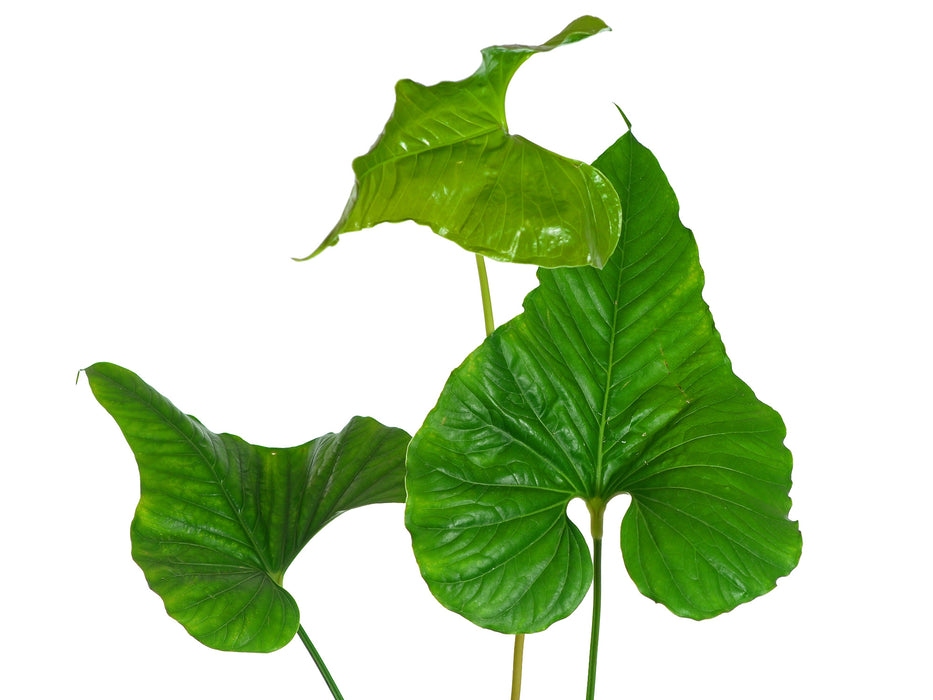 el anthurium Anthurium insigne El Pangui