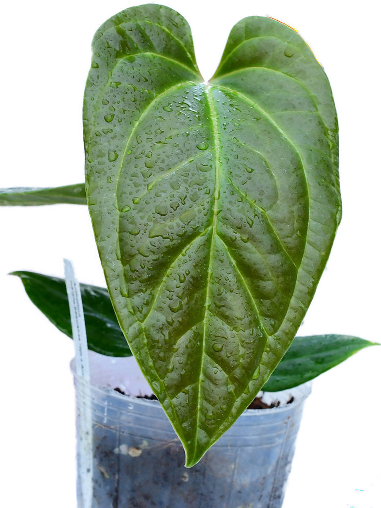 anthurium insigne el oso Anthurium Tayos Cave — Ecuagenera USA Corp