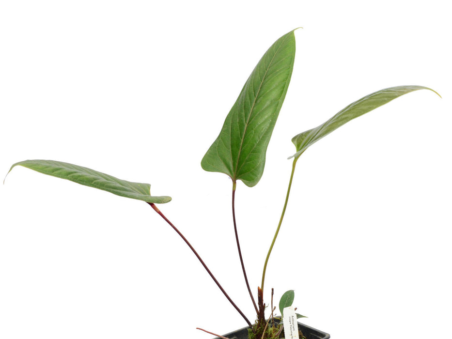 Anthurium insigne 'Paquishae Rojo'